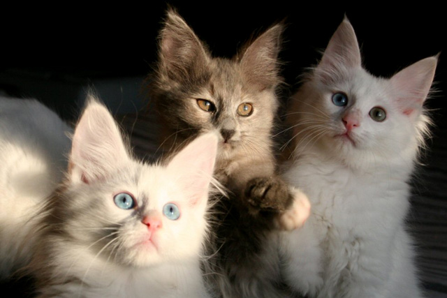 turkish-angora-kittens